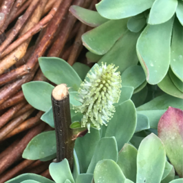 premiers-bourgeons-osier