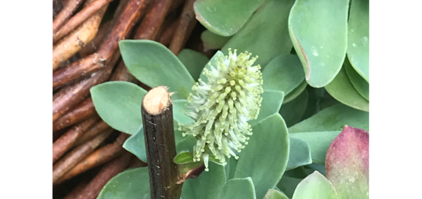 premiers-bourgeons-osier